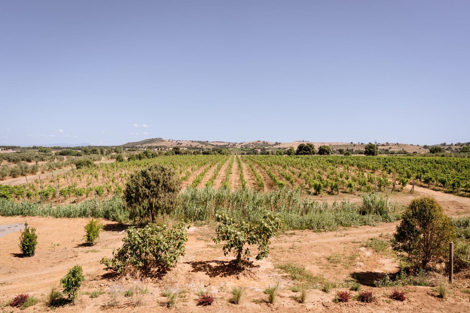 Agriturismo Bio Podere 109 - Wine&Food Альберезе Екстер'єр фото