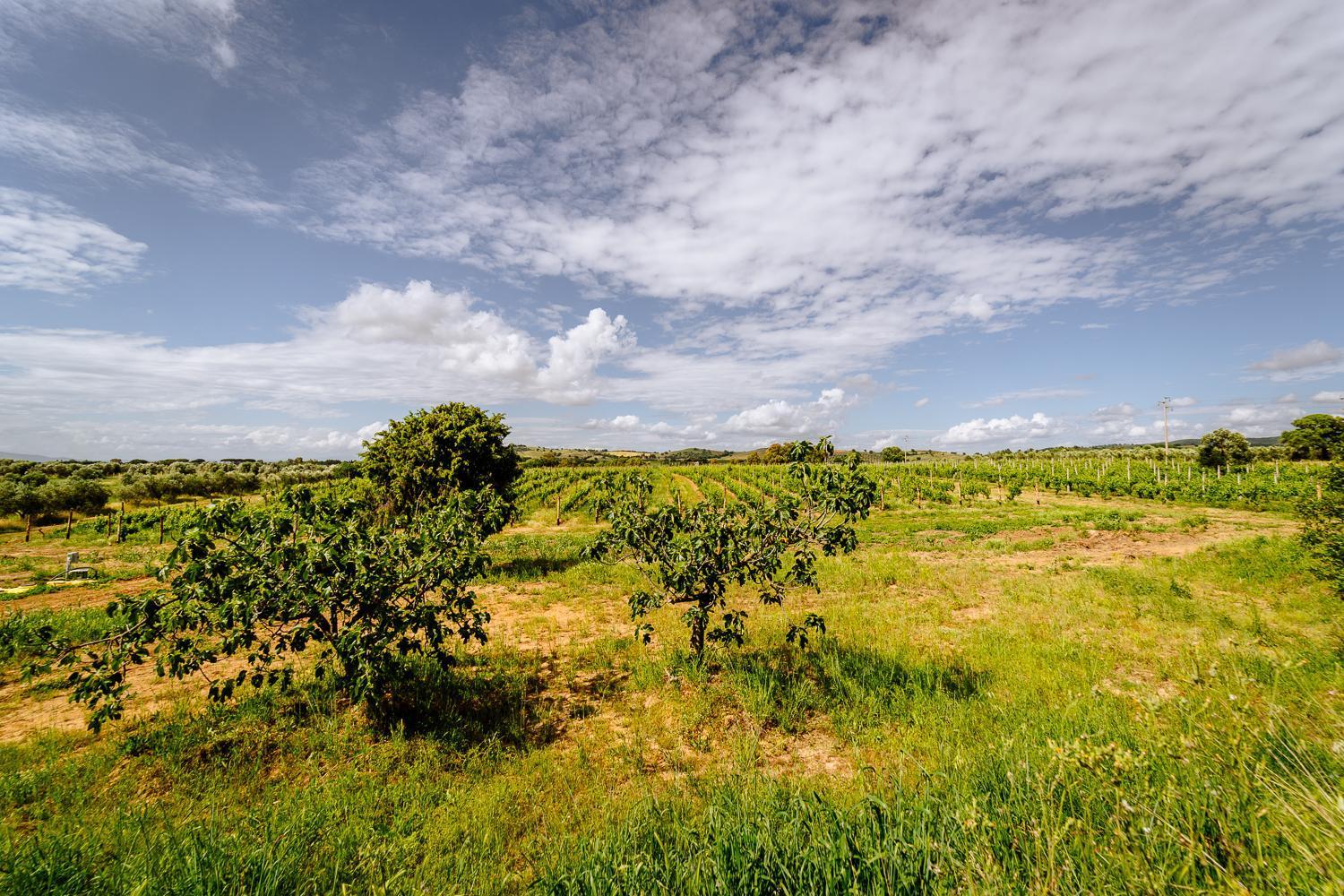 Agriturismo Bio Podere 109 - Wine&Food Альберезе Екстер'єр фото